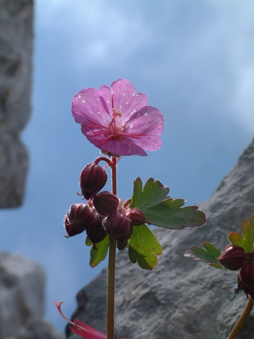 Geranium macrorrhizum / Geranio crestato